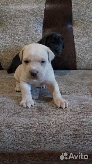 Неотразимые