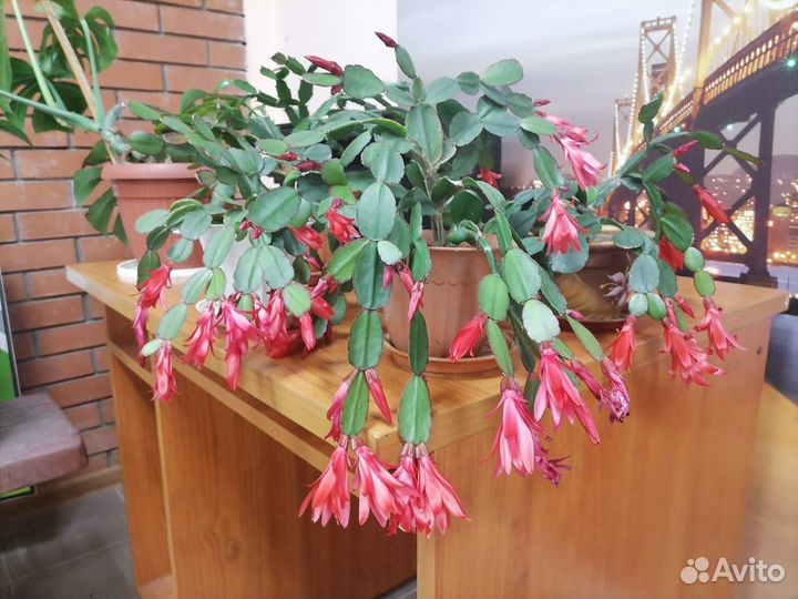 Живые цветы в горшках