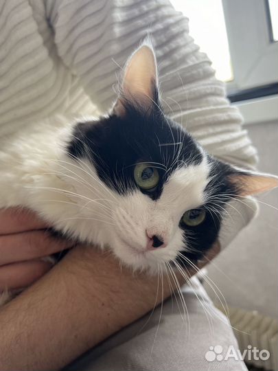 Котенок ищет любящую семью