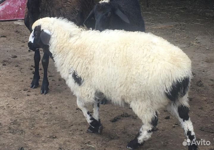 Овцы бараны