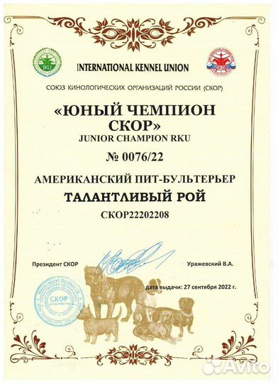 Американский пит бультерьер вязка