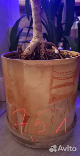 Керамические горшки для цветов бу