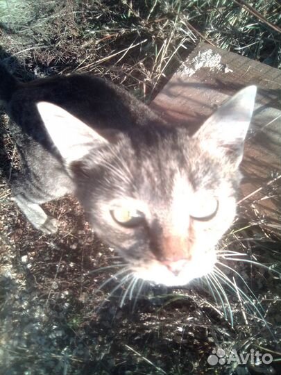 Отдам в самые добрые руки котика и кошку