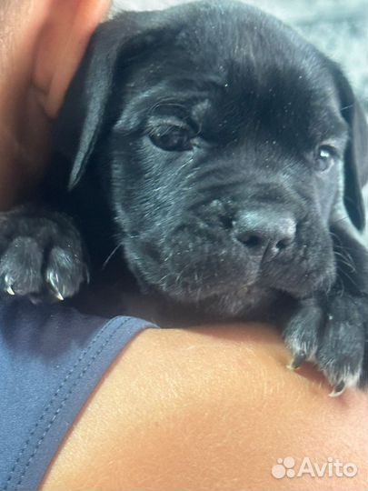 Собаки щенки