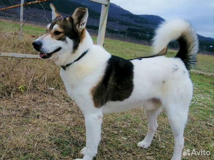 Собака в добрые руки