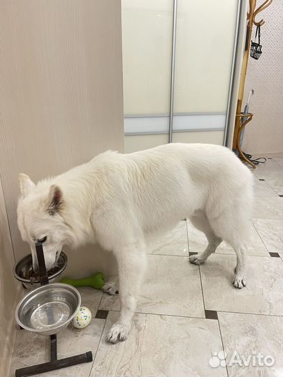 Вязка Белая швейцарская овчарка (бшо)