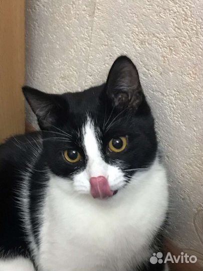 Отдам кота в добрые руки