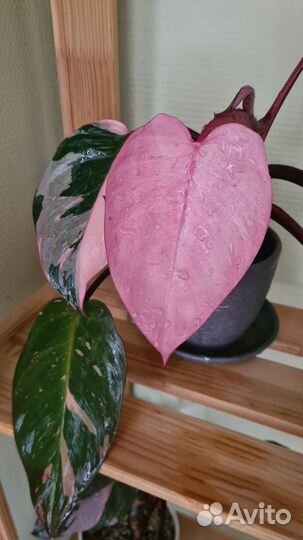 Филодендрон Розовая принцесса