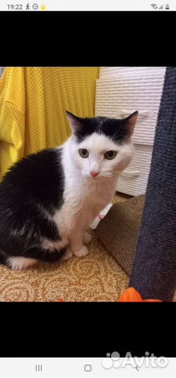 Кошки в добрые руки