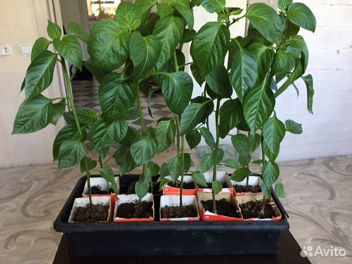 Рассада перца