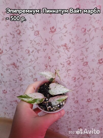 Разные сциндапсусы