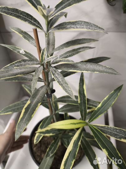 Олеандр вариегатный