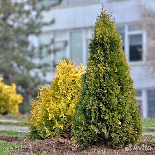 Туя брабант с бесплатной доставкой