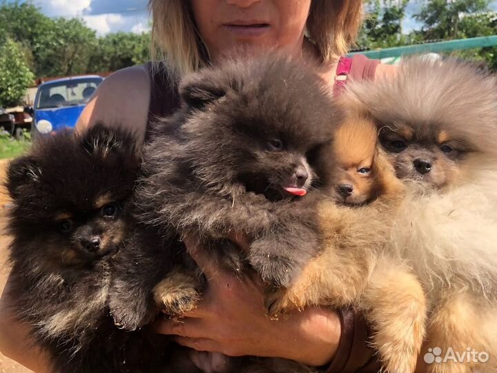 Щенки шпица