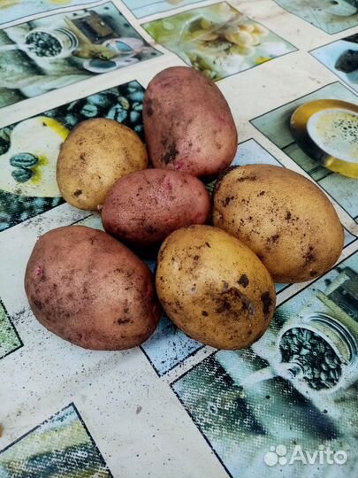 Картофель молодой