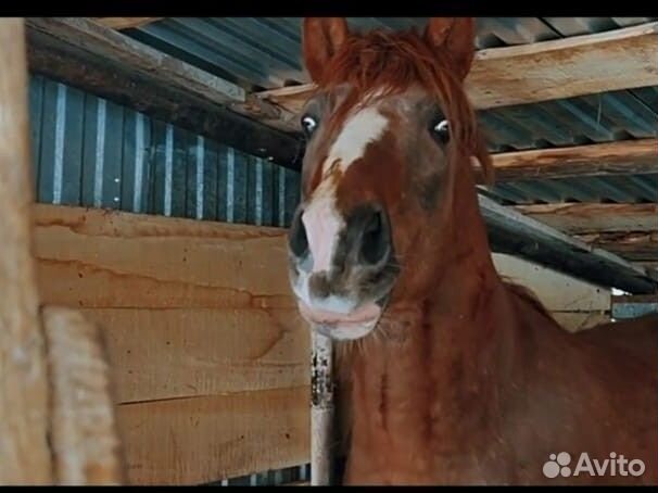 Лошади, жеребец