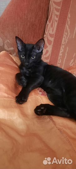 Отдам котёнка