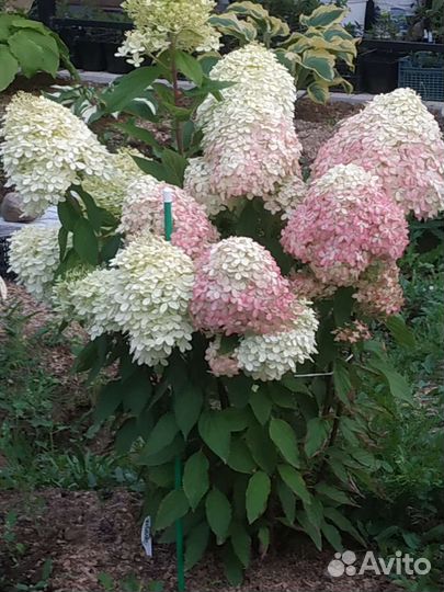 Метельчатые гортензии, невысокие сорта, до 1.3 м