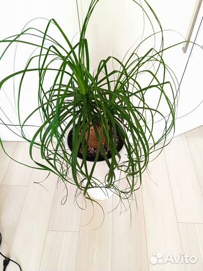 Нолина Бокарнея