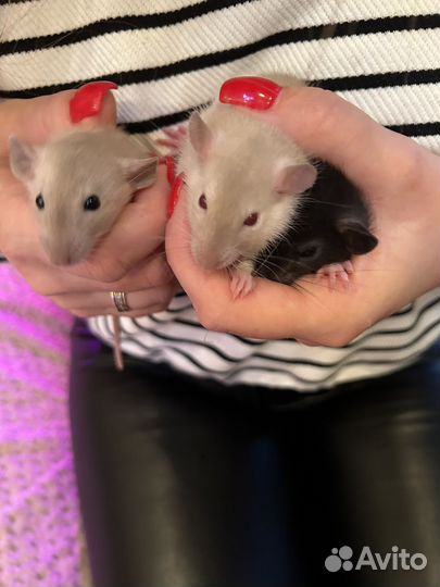 Декоративная крыса