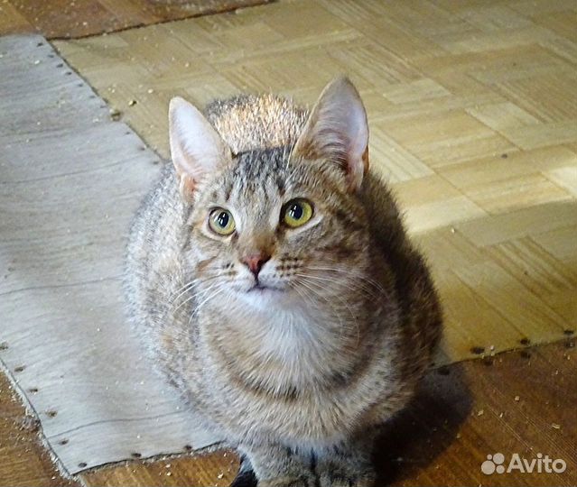 Кошка Мотя, Матильда