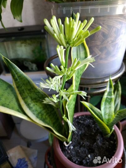 Сансевиерия, Лауренти