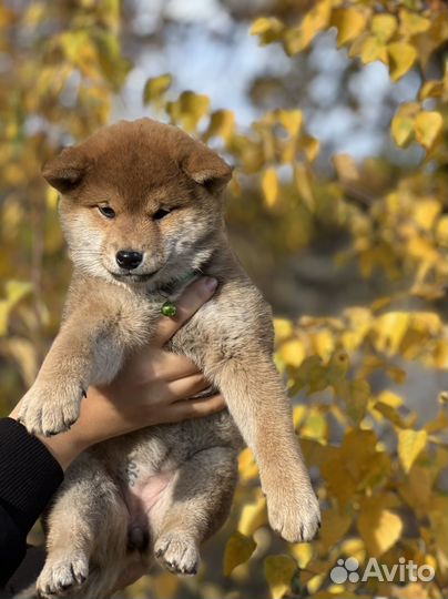 Сиба девочка