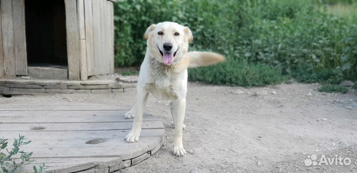 Собака в добрые руки