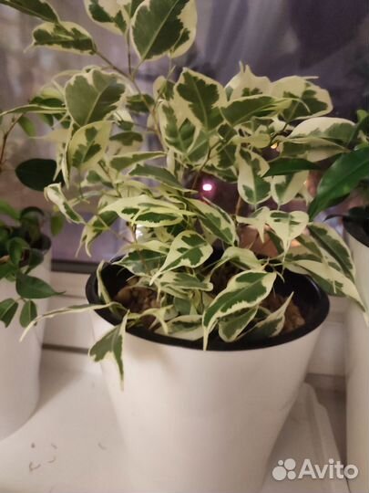 Фикус Бенджамина