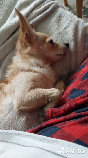 Отдам в добрые руки