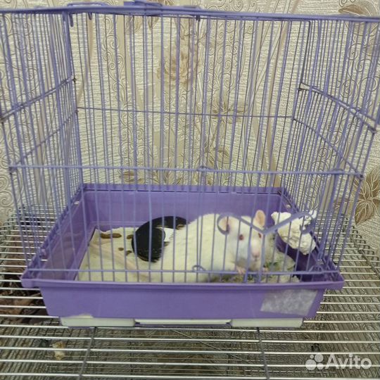 Крыса с клеткой