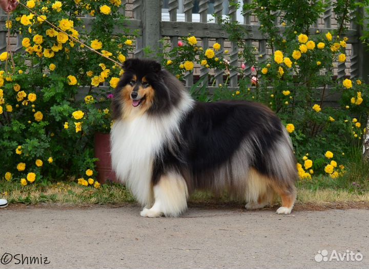 Щенки колли