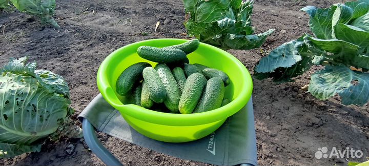 Огурцы свежие домашние