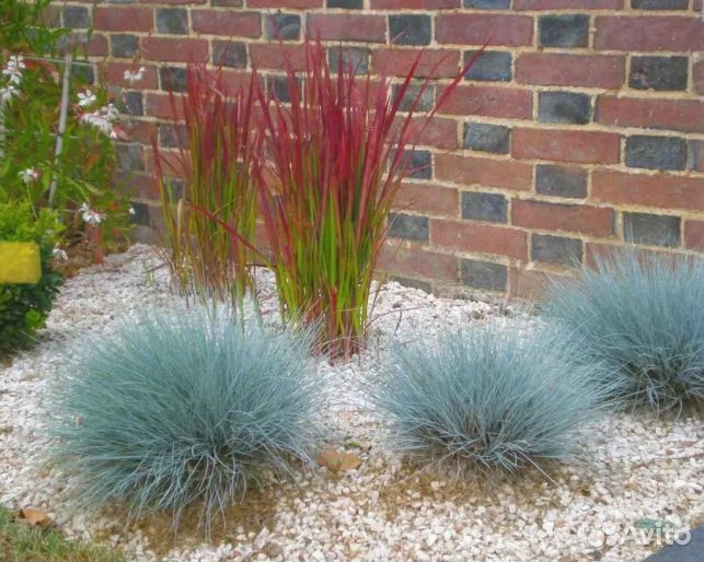 Декоративные злаки для сада
