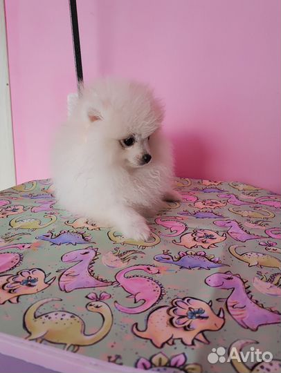 Немецкий шпиц