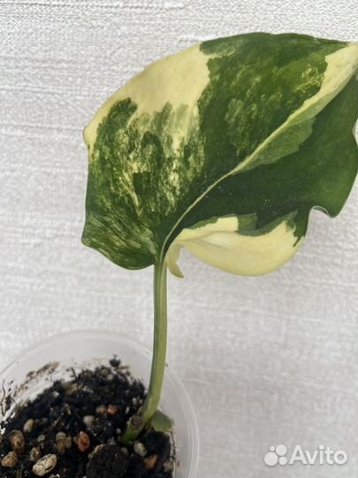 Сциндапсус