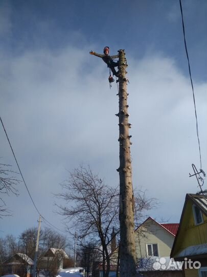 Спил деревьев