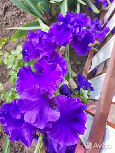 Ирисы бородатые сортовые