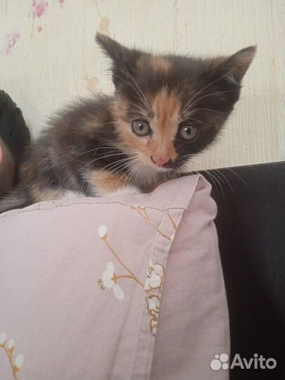 Котенок ищет дом