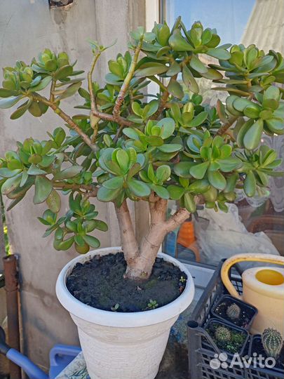 Денежное дерево толстянка