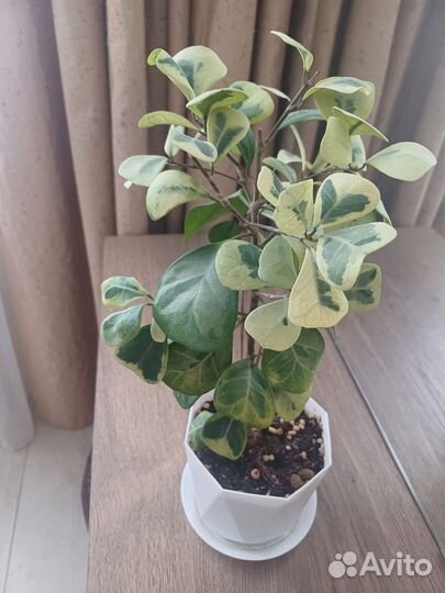 Фикус коконат крем