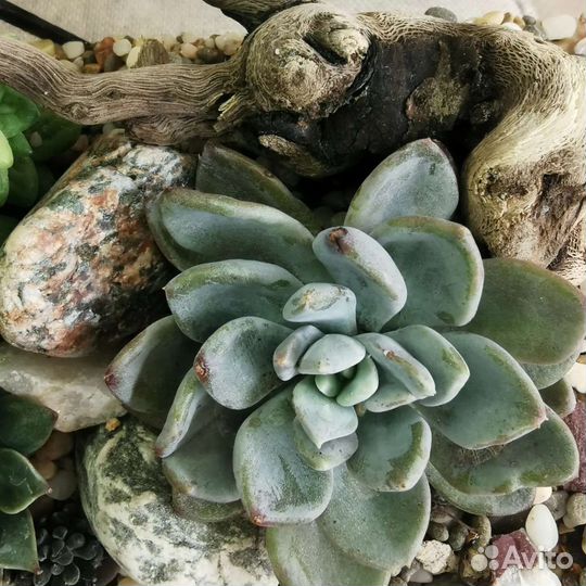 Флорариум в форме сердца