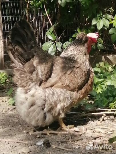 Цыплята Легбар кремовый