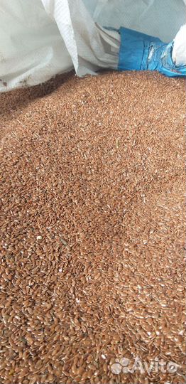 Зерно пшеницы,ячменя,овса