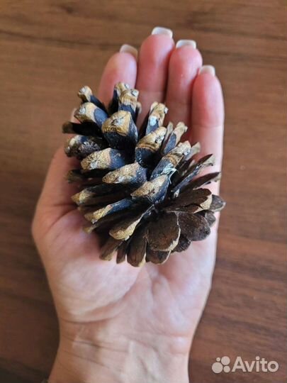 Шишки крымской сосны, сосновые шишки