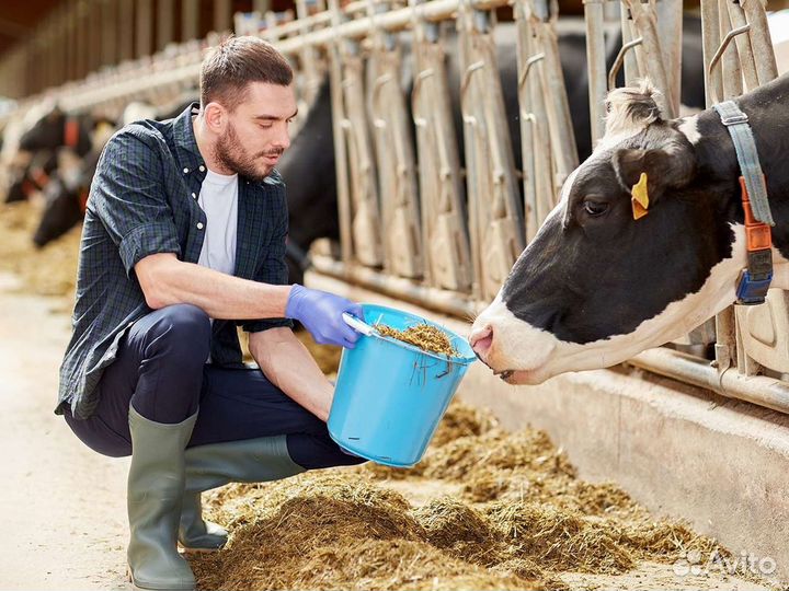 Телятницы/скотники в Воронеж(питание/проживание)