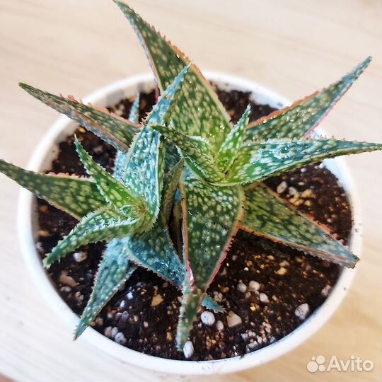 Алое Яркая звезда / Брайт Старт / Bright Star