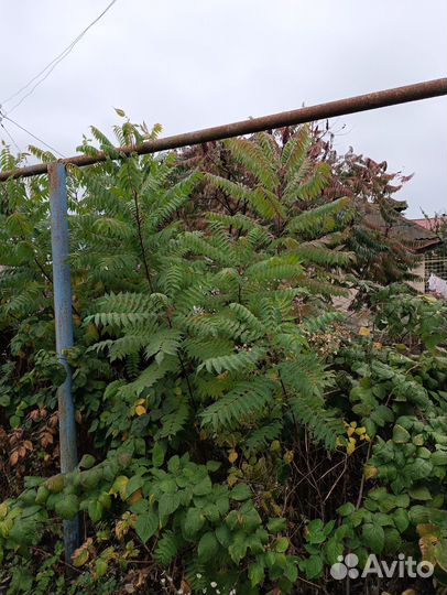 Сумах саженцы высокие