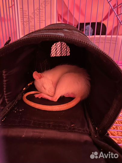 Крыса дамбо