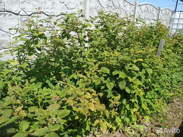 Гортензия розово-голубая и белая